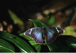 Wild Kibale butterfly
