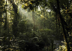 Bwindi Impenetrable Forest