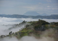 Bwindi National Park