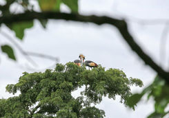 Grey Crowned cranes Bwindi