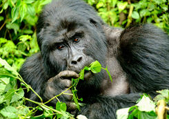 Mountain gorilla in Uganda