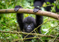 Baby gorilla in the forest