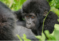 Nkuringo gorilla family, Bwindi