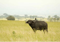 Buffalos grazing in Uganda