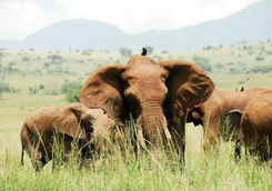 Elephants in Kidepo