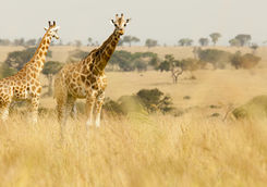 Giraffes in Kidepo