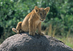 Lion cub in Uganda