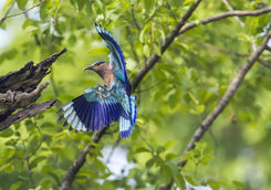 Birds park