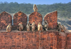 Monkeys Park