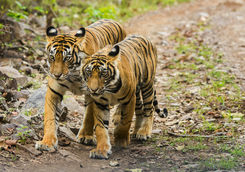 Tiger Park