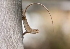 Lizard tree