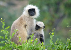 Monkeys