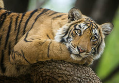 Tiger tree