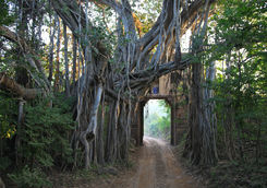 Tree door