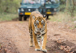 Bengal Tiger
