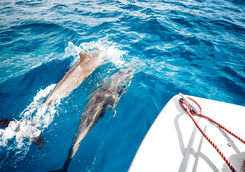 Dolphins
