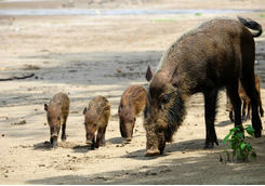 Bearded pigs family