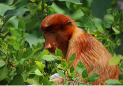 Proboscis monkey in trees