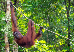 Orangutan