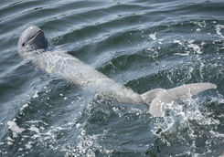 Irrawaddy dolphin in ocean