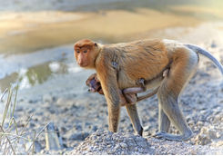 Proboscis monkey and baby