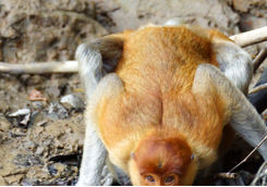 Proboscis monkey