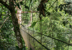 plank walk treetop canopies