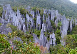 Pinnacles Mulu NP