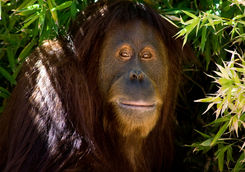 Orangutan close up
