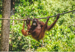 Orangutan swinging with baby