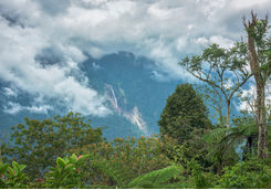 Sandakan Rainforest