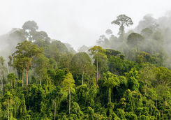 Sepilok rainforest