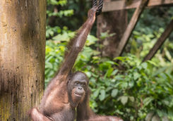 Orangutan