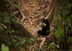 Sun bear fruit