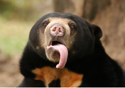 Sun bear close up
