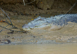 Crocodile