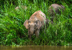 elephant riverbank