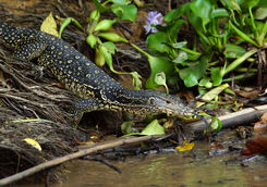 water monitor