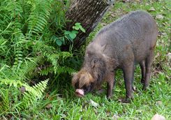 Bearded pigs