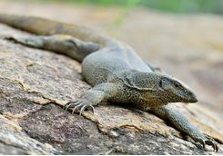 Monitor lizards