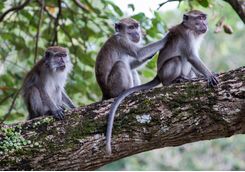 Bako monkeys
