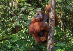 Orangutans Smenggoh Wildlife Centre