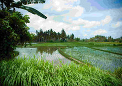 Rice fields Kampung