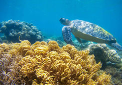 Turtle Reef Snorkelling