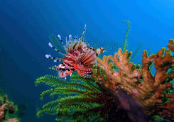 Clown Fish Borneo