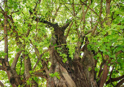 Banyan Tree Gaya Island
