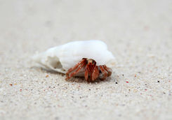 Hermit Crab Borneo
