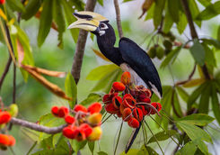Hornbill Borneo Island