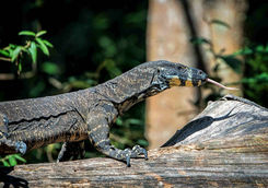Monitor Lizard