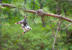 Possum portrait